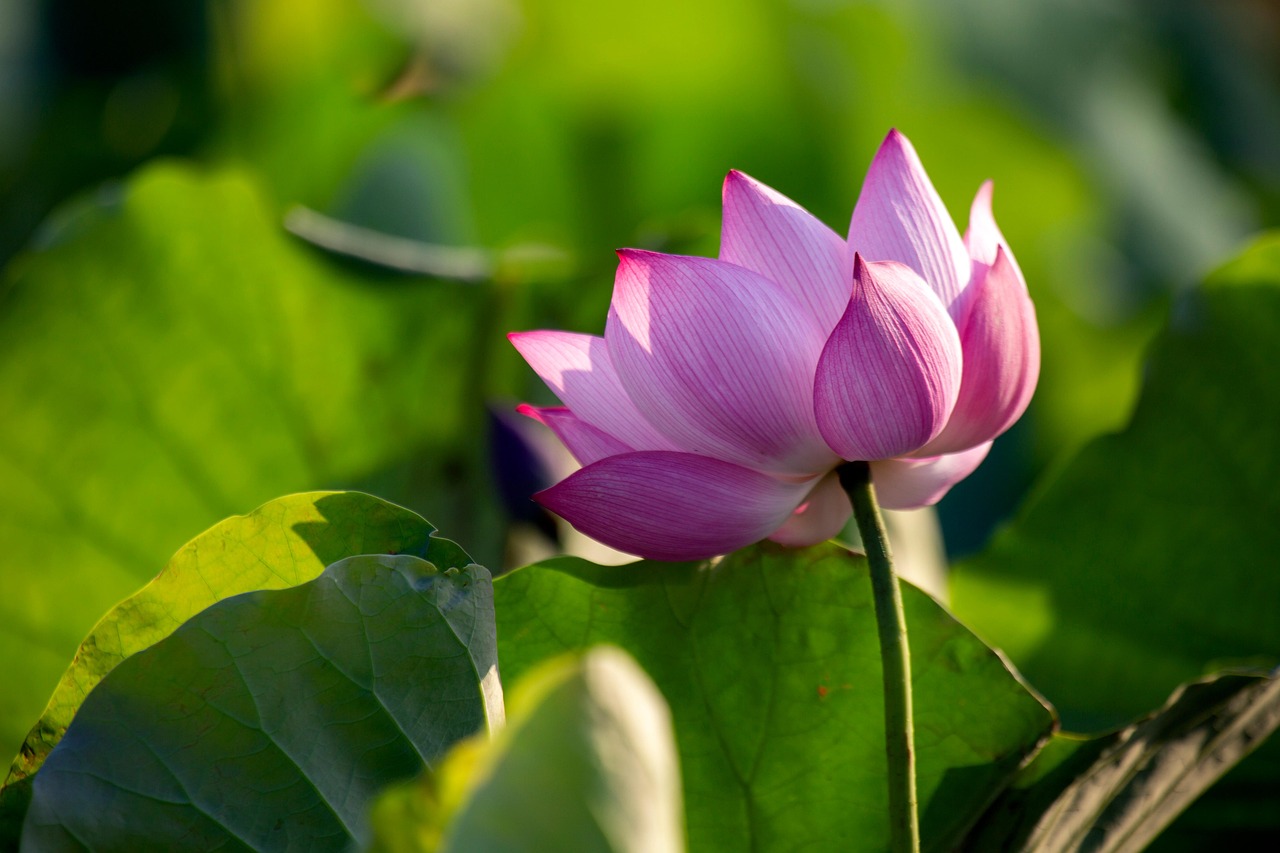 Lotus Flower Pink Free photo on Pixabay Pixabay