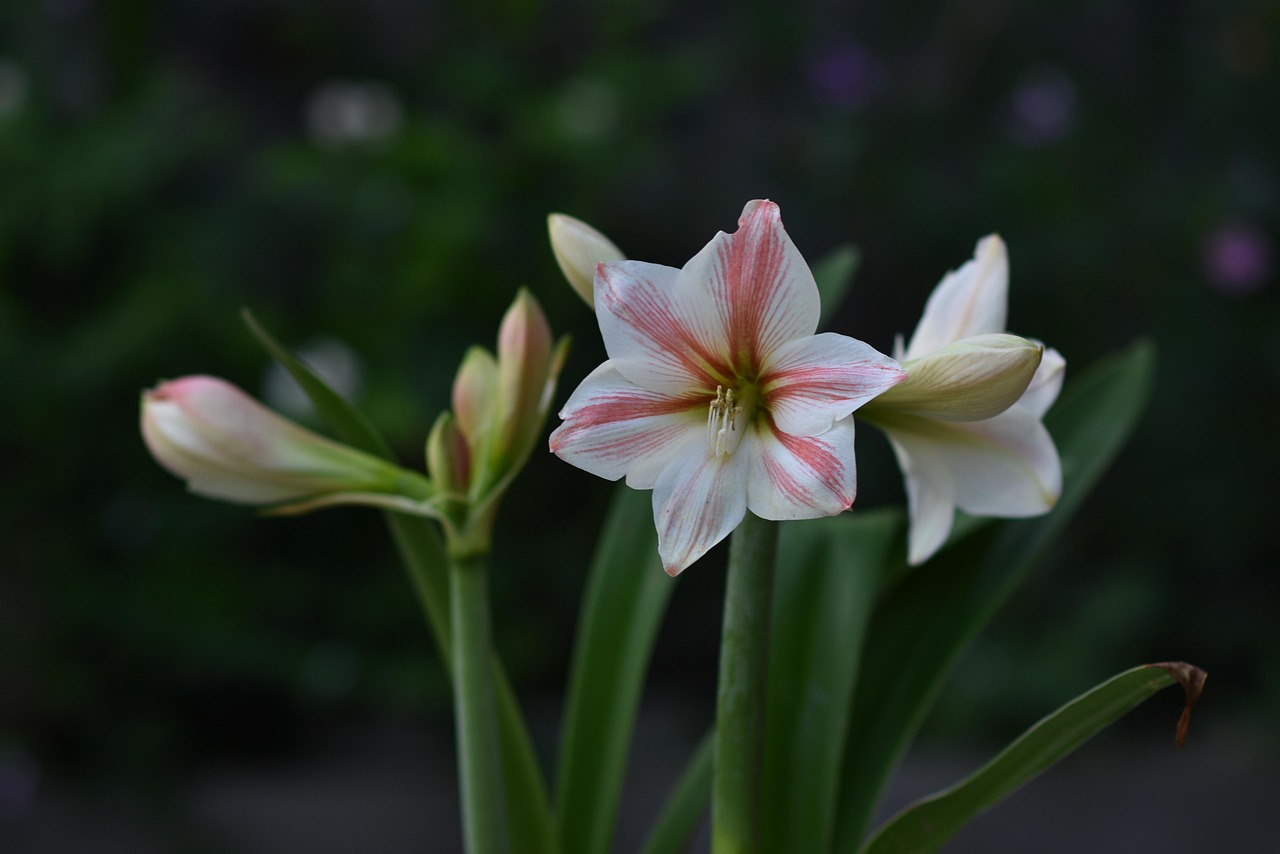 Lily Of The Valley Bloom Pretty - Free photo on Pixabay - Pixabay