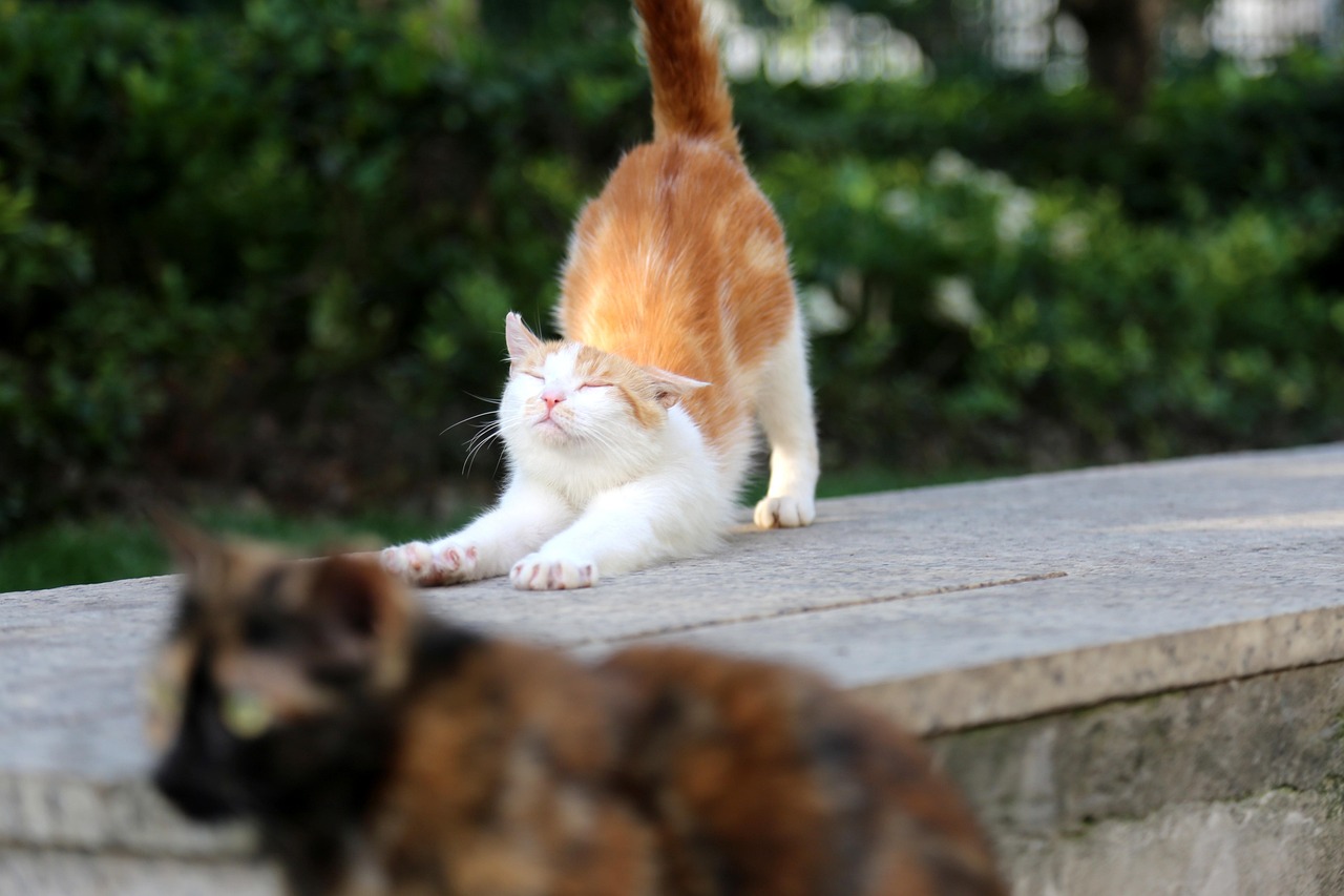 Cat - free online jigsaw puzzle photo