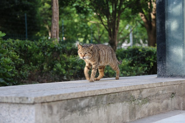Free Cat Stray Cat photo and picture
