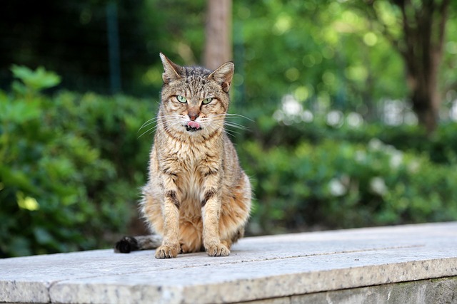 Free Cat Stray Cat photo and picture