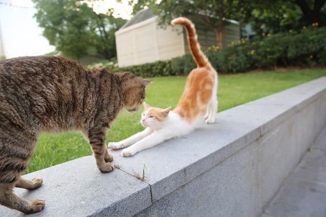 Free Stray Cats Rescue photo and picture