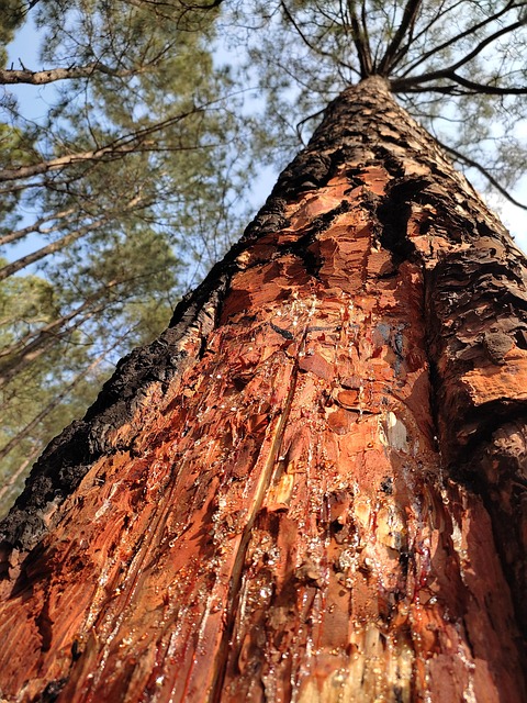Natur, Baum, Wald, Bäume, Holz, Herbst