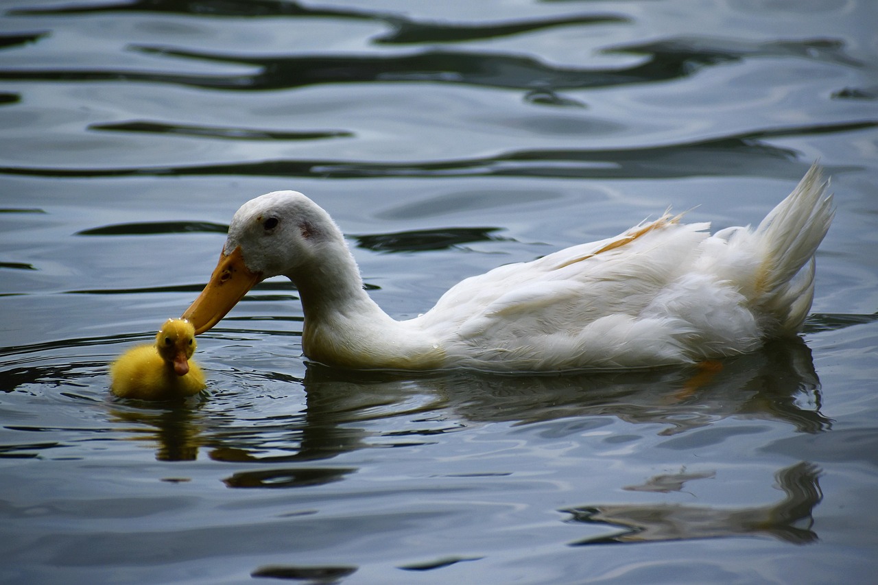 Baby Ducks Following Mother In Water