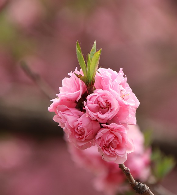 桃の花 ピンクの花 フラワーズ - Pixabayの無料写真 - Pixabay