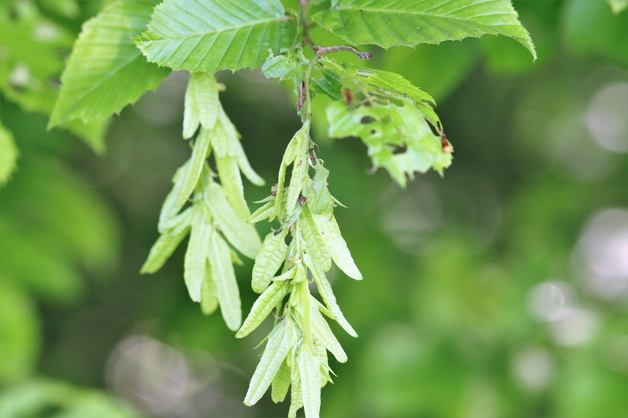 シデ 花 シデの種 - Pixabayの無料写真 - Pixabay