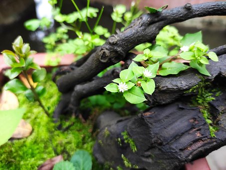 Natürliche, Totes Holz, Blume, Baum