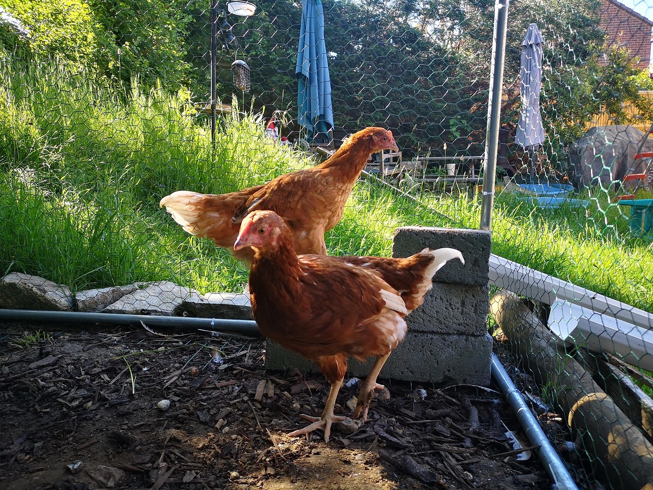 Chicken Warren Free photo on Pixabay Pixabay