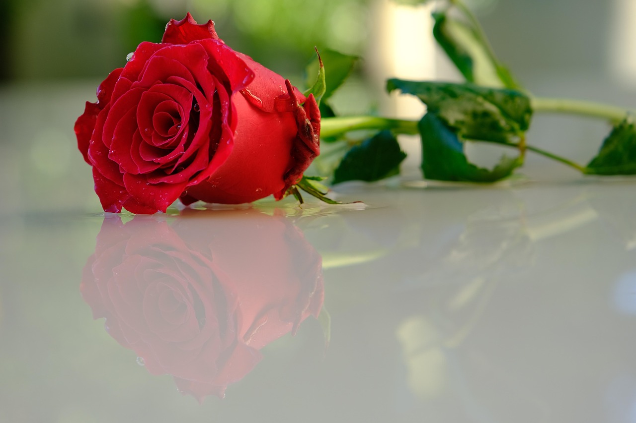 25 Roes Rose Red Reflection - Free photo on Pixabay - Pixabay
