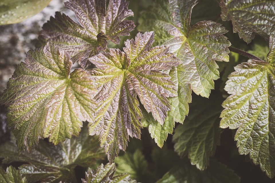 Leaf In Spring Leaves Garden Spring - Free photo on Pixabay - Pixabay