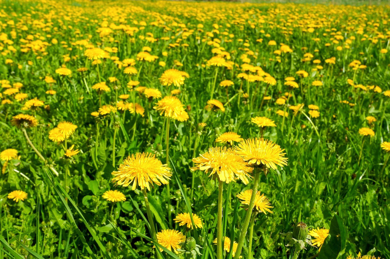 Prairie Pissenlits Fond D'Écran Le - Photo gratuite sur Pixabay - Pixabay