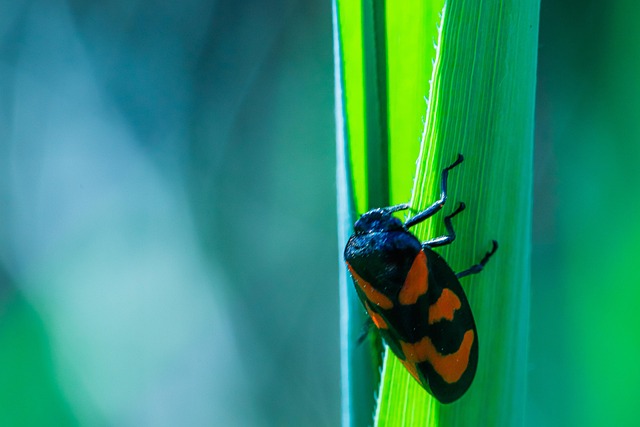 Blutzikade, Insekt, Ceropidae