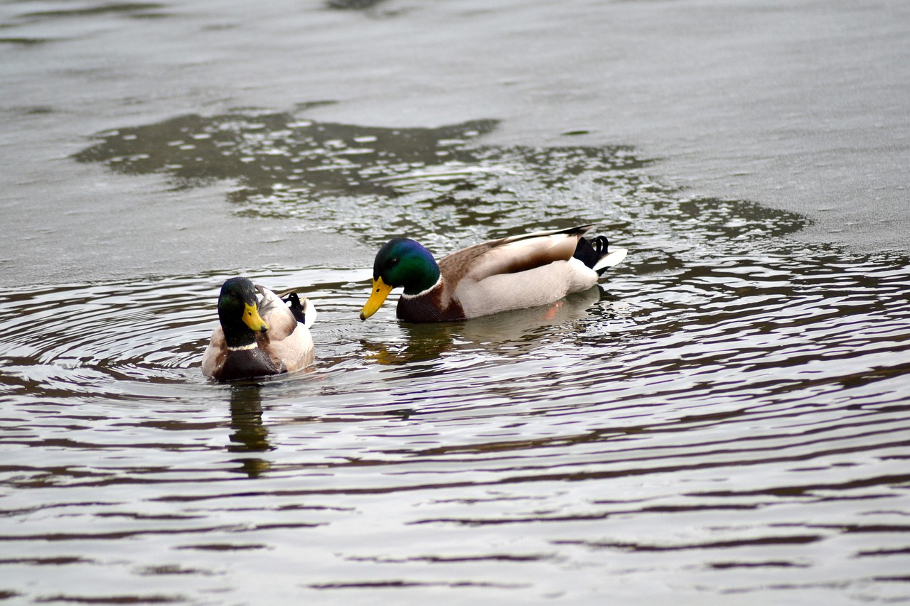 Ducks Birds Pair - Free photo on Pixabay - Pixabay