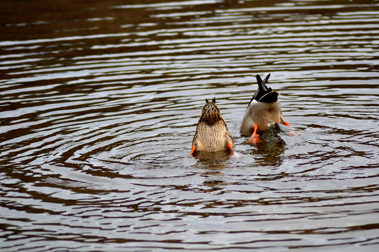 Ducks Birds Pair - Free photo on Pixabay - Pixabay