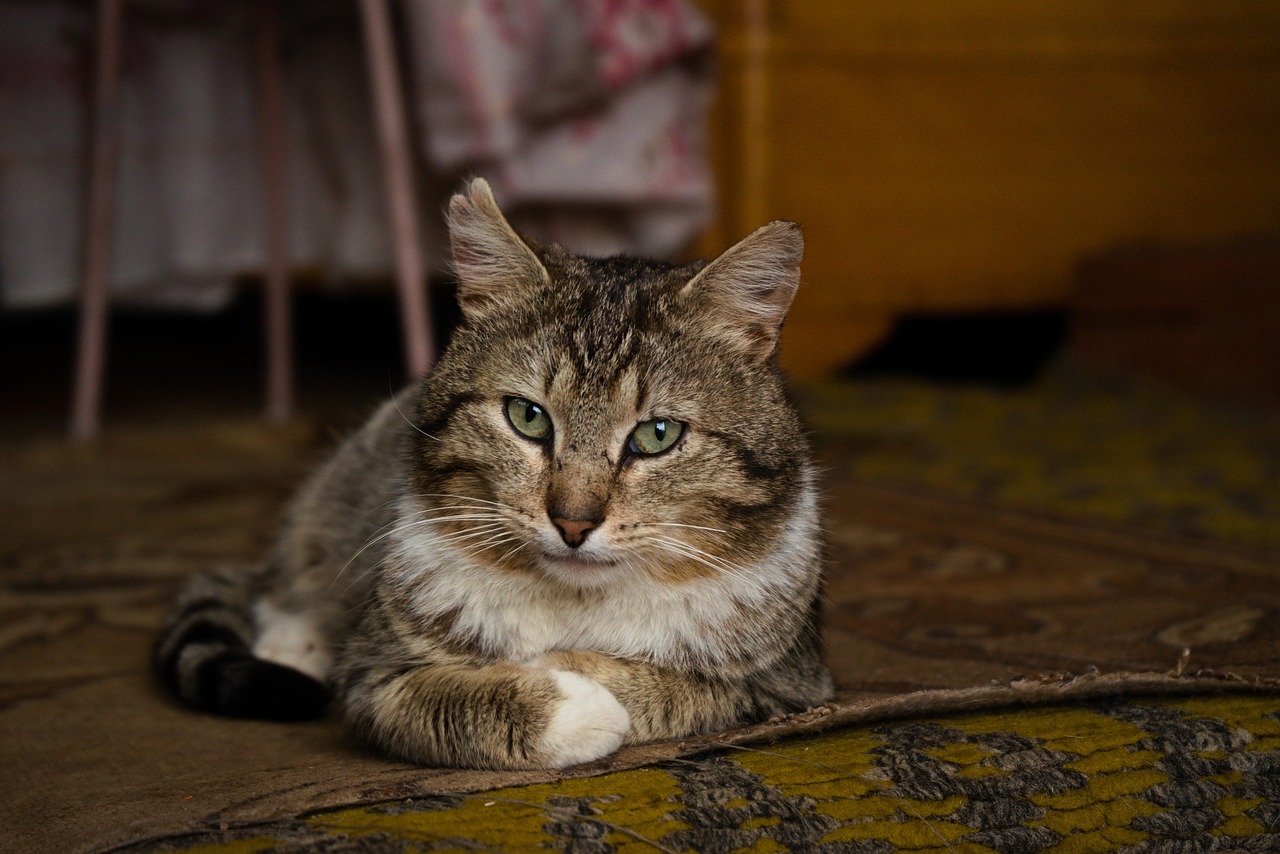 Katt Djur Kattunge - Gratis foto på Pixabay - Pixabay