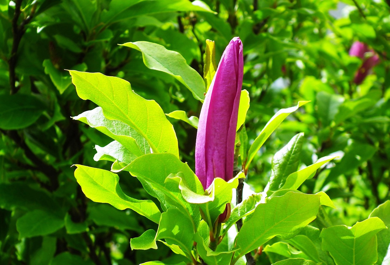 Magnolia Flower Bud - Free photo on Pixabay - Pixabay