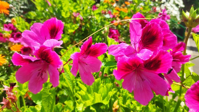 Free Flowers Nature photo and picture