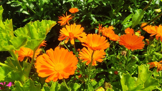 Free Flowers Nature photo and picture