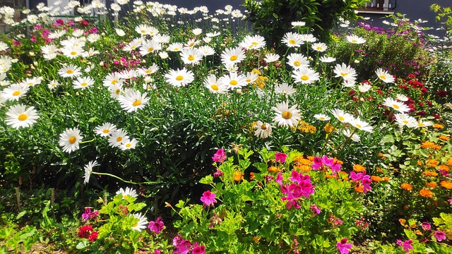 Free Flowers Nature photo and picture