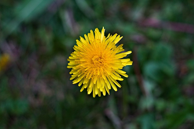 Free Yellow Flower Flower photo and picture