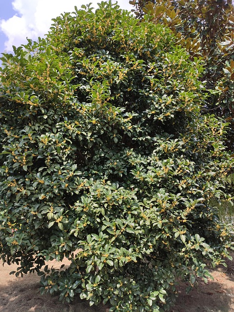 Osmanthus Blume S Duftenden - Kostenloses Foto auf Pixabay - Pixabay