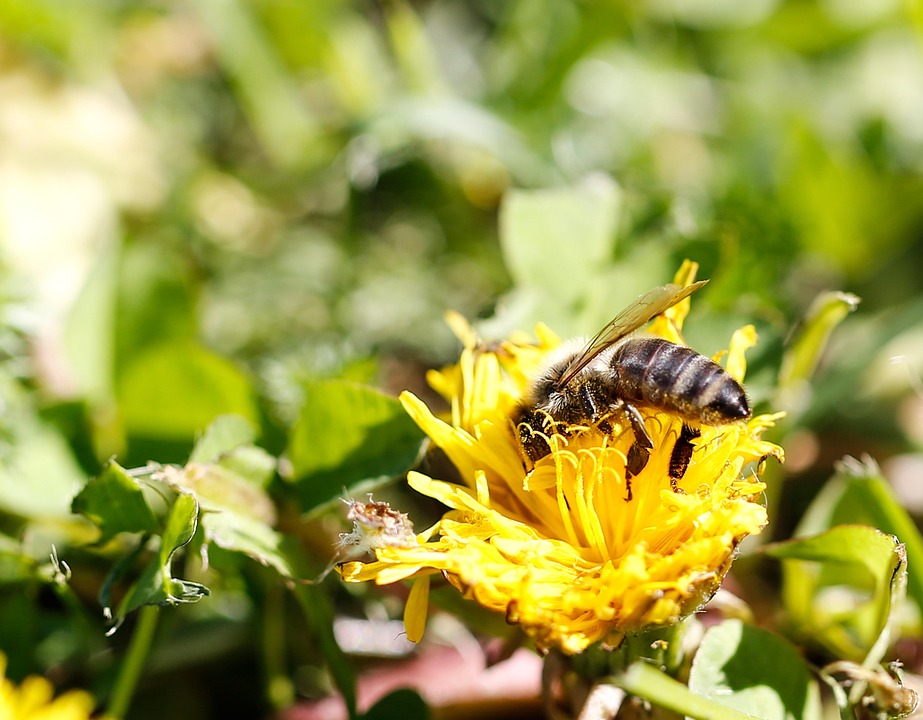 Bee Yellow Flower Pollinate - Free photo on Pixabay - Pixabay