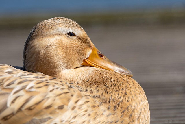 Pato, Pato Selvagem, Pássaro Aquático