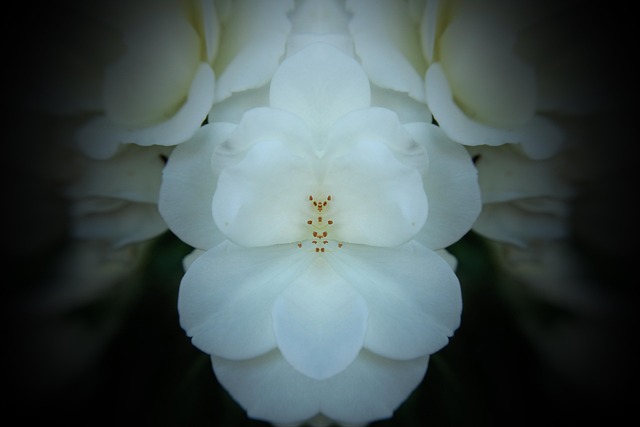 Blume, Weiß, Pflanzen