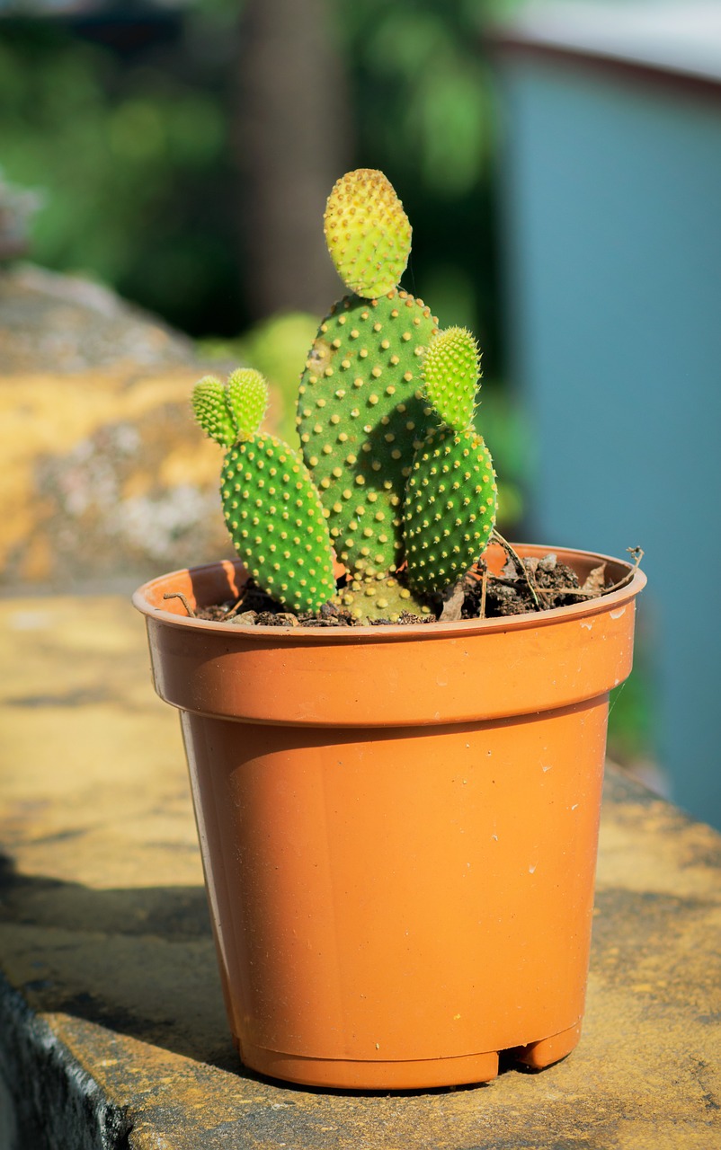 Cactus Plant Succulent Free photo on Pixabay Pixabay