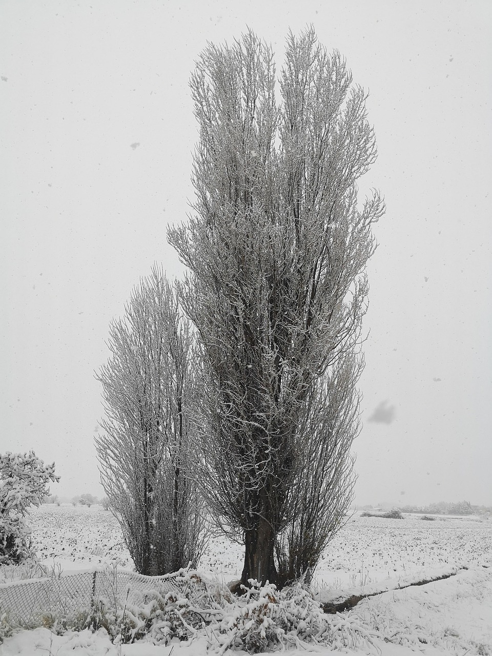 Trees Winter Nature Free photo on
