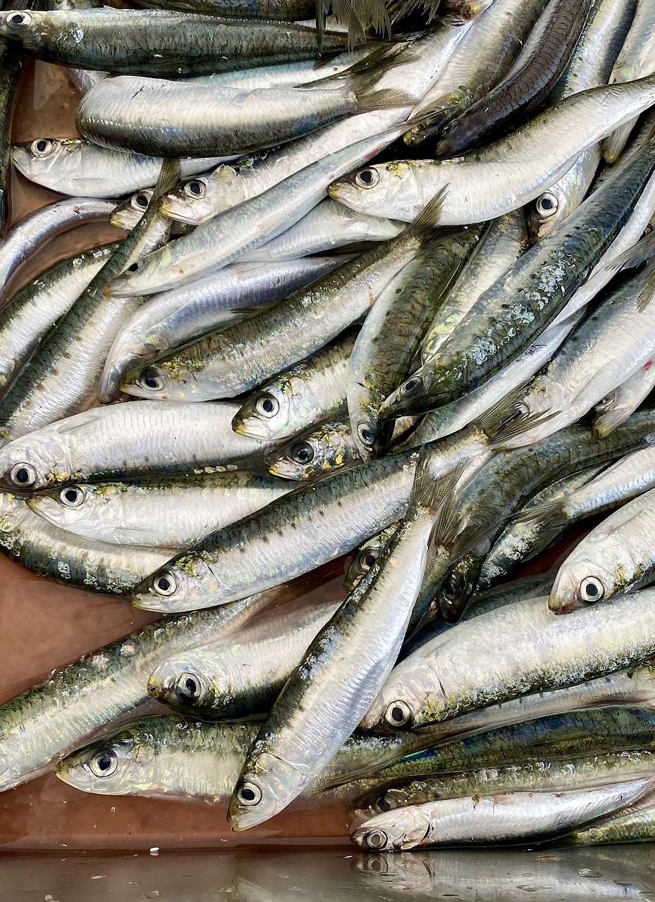 Sardinen Fische Lebensmittel Kostenloses Foto auf Pixabay