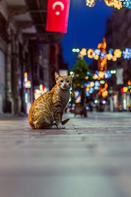 Free Cat Feline photo and picture