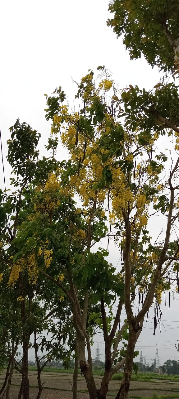 Tree India Natural Rain - Free photo on Pixabay - Pixabay