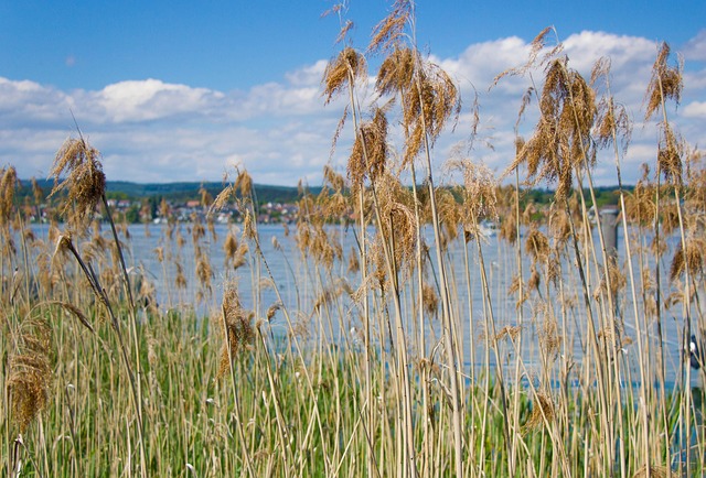 Free Lake Summer photo and picture