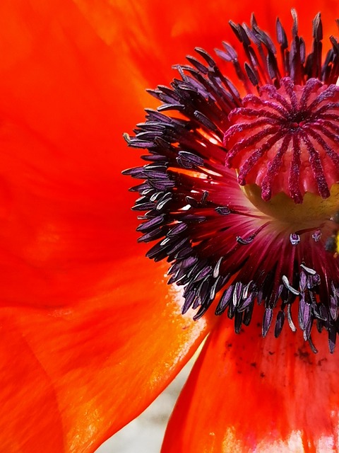 Papoula, Flor, Vermelho, Flores Bonitas