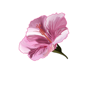 Florale, Hibiscus, Hawaii, Floral
