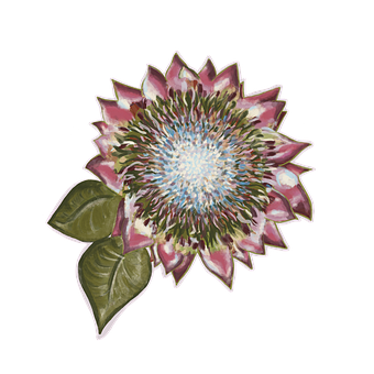 Regele Protea, Floral, Protea, Botanic