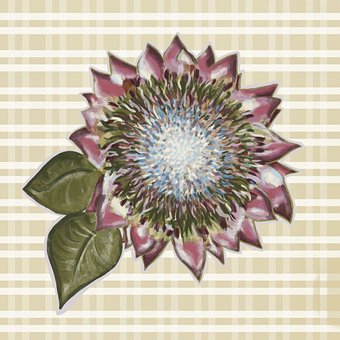 Regele Protea, Carouri, Procrea, Floare