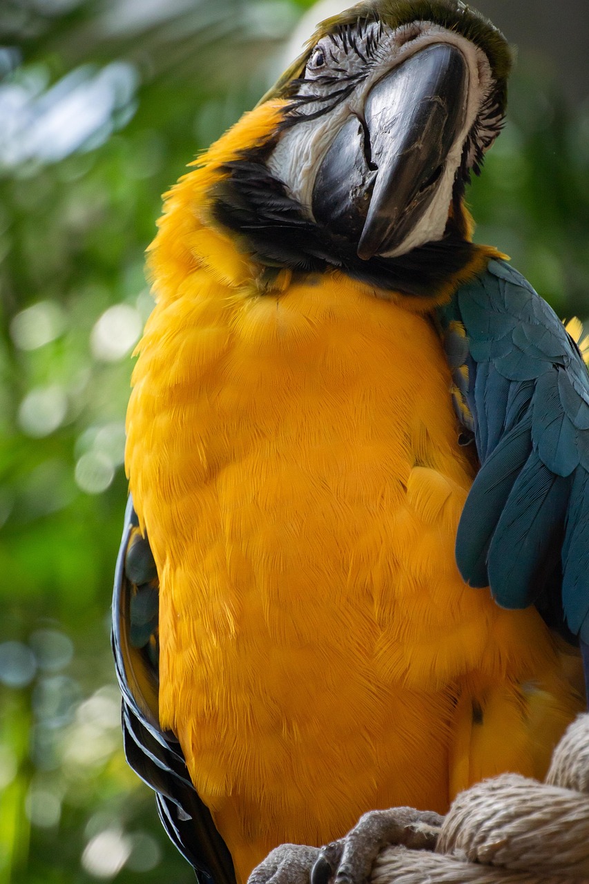 Macaw, Papagal, Pasăre
