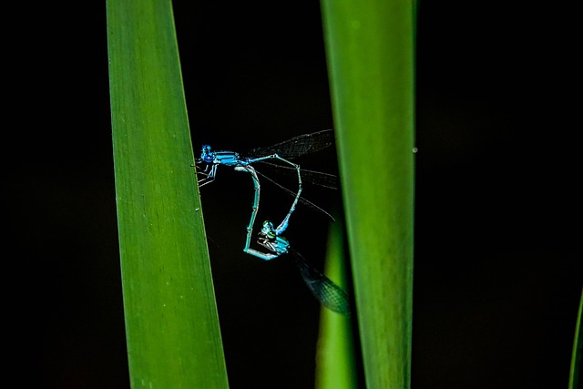 Free Dragonfly Insects photo and picture