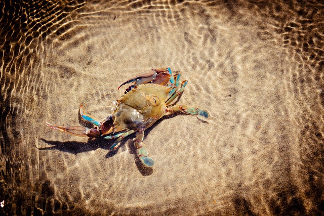Free Blue Crab Water photo and picture