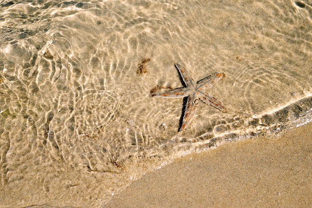 Free Starfish Sand photo and picture