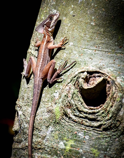 Free Lizard Nature photo and picture