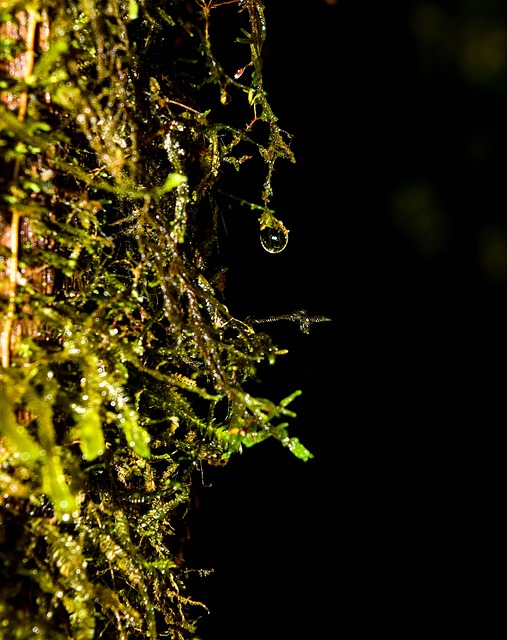 Free Water Drop Tree photo and picture
