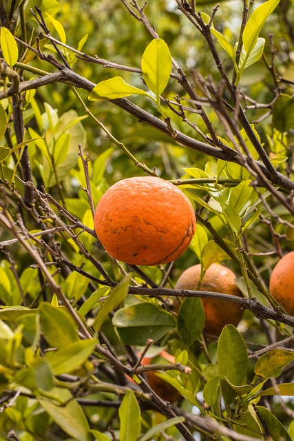 Orange, Grün, Bunt, Obstgarten, Obst