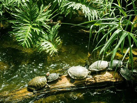 Schildkröte, Schildkröten, Tiere, Reptil