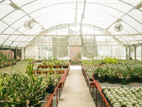 Böden, Kindergarten, Pflanze, Garten