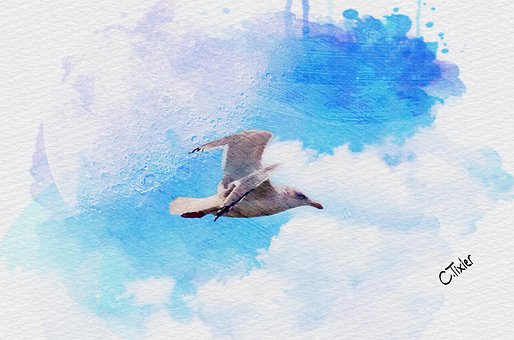 Free Sea Bird photo and picture