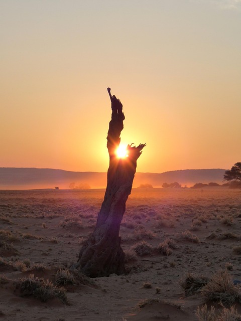 Free Dead Tree Sunset photo and picture