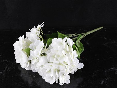Free Flower Green photo and picture